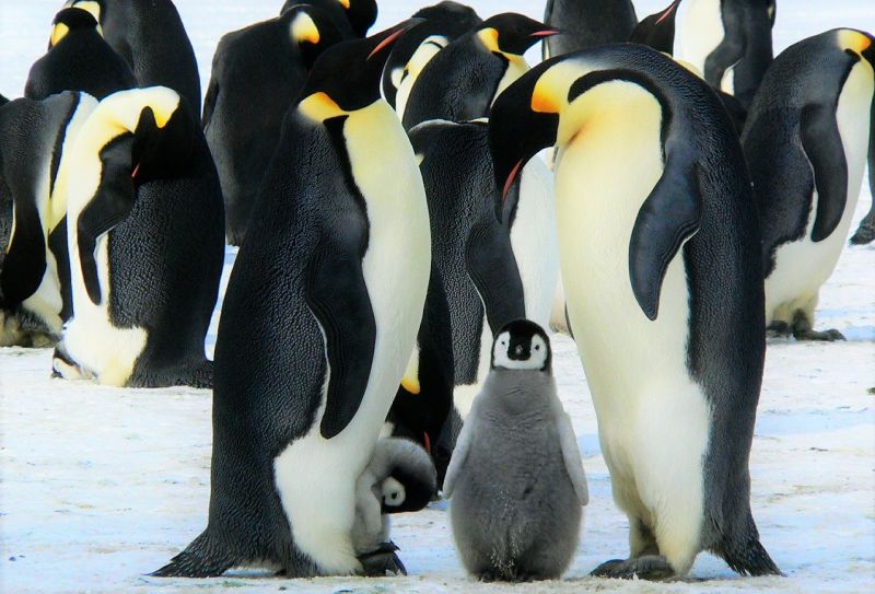 Pingüino emperador Características, reproducción, incubación, hábitat