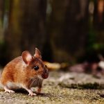 Ratón