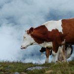 Vaca, características, alimentación, reproducción, vida, origen Animal