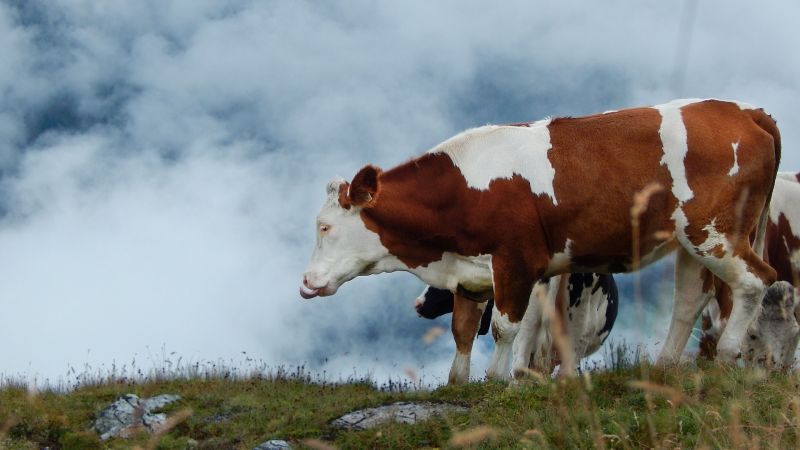 Vaca, características, alimentación, reproducción, vida, origen Animal