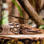 Anaconda