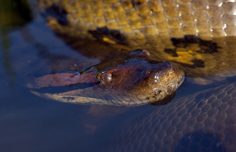 Anaconda  Características, hábitat, reproducción, qué come  Reptil