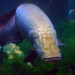 Arapaima