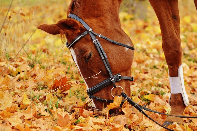 Caballo