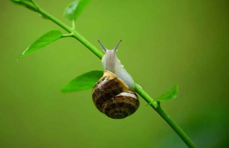 Caracol