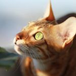 Gato bengalí