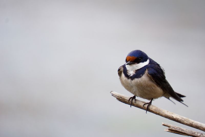 Golondrina