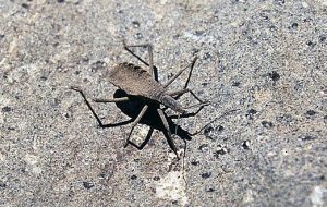 Vinchuca Insecto Vinchuca | Qué es, características, hábitat, comportamiento, prevención