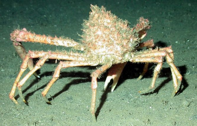 Centolla | Características, hábitat, alimentación, comportamiento