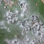 Cochinilla