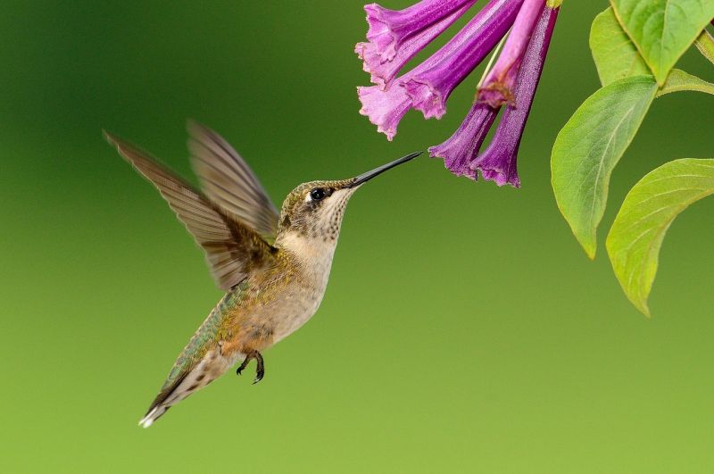 Colibrí