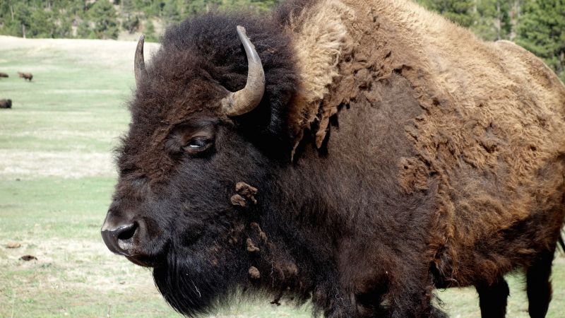 El búfalo