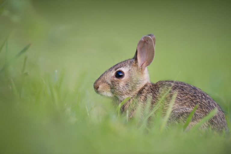 Conejo | Características, alimentación, reproducción, hábitat | Animal
