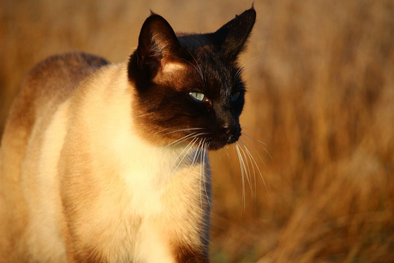 Gato siamés