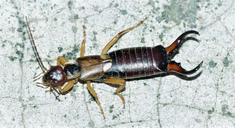 Earwig In Ear
