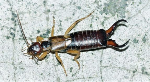 Tijereta Caracter sticas Alimentaci n Reproducci n Plaga Insecto