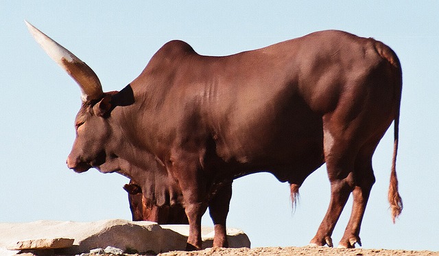 Watusi