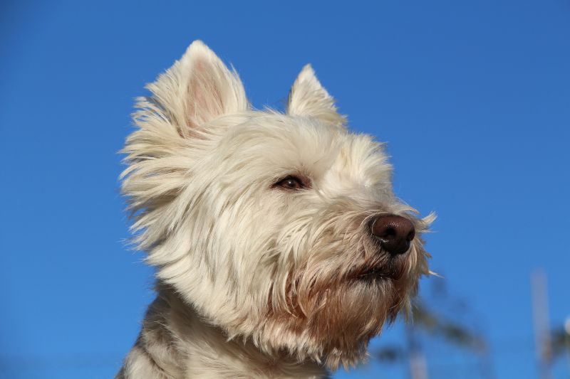 West Highland White Terrier Características, cuidados, evolución Perro