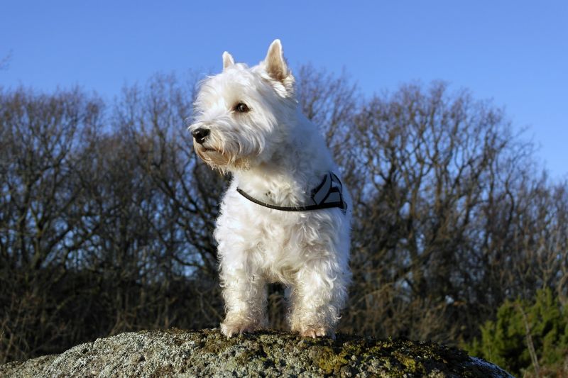 West Highland White Terrier