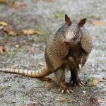 Armadillo