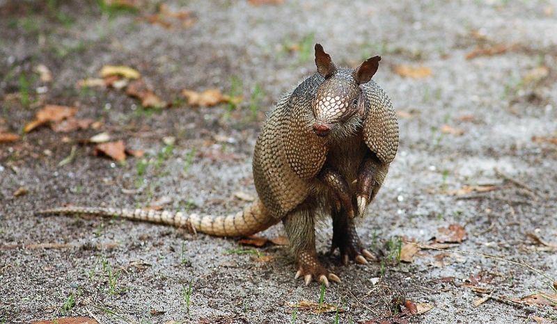 Armadillo