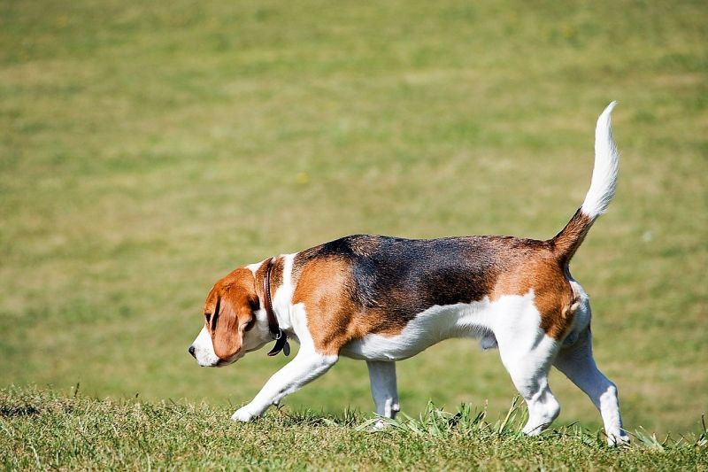 Beagle Características, cuidados, comportamiento, alimentación Perro