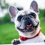 Bulldog francés