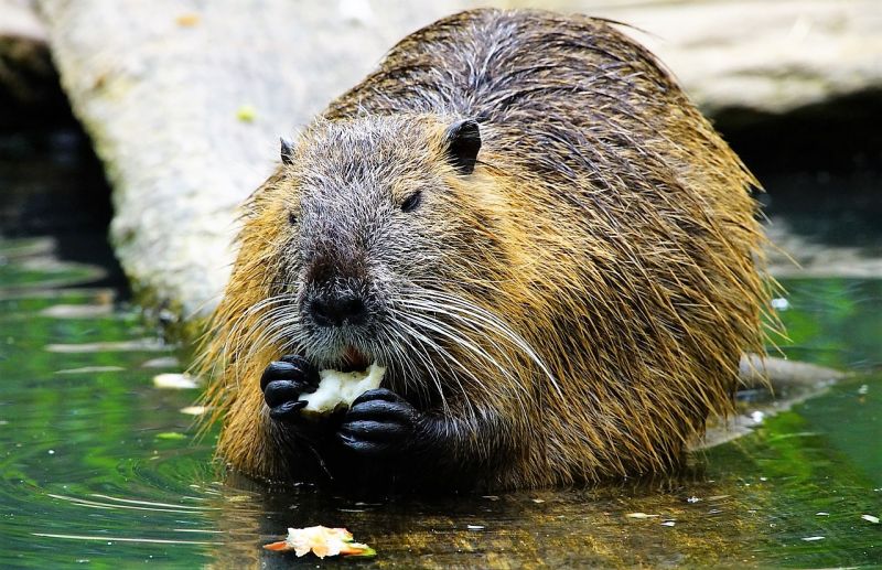 Coipo | Características, alimentación, reproducción, hábitat | Animal