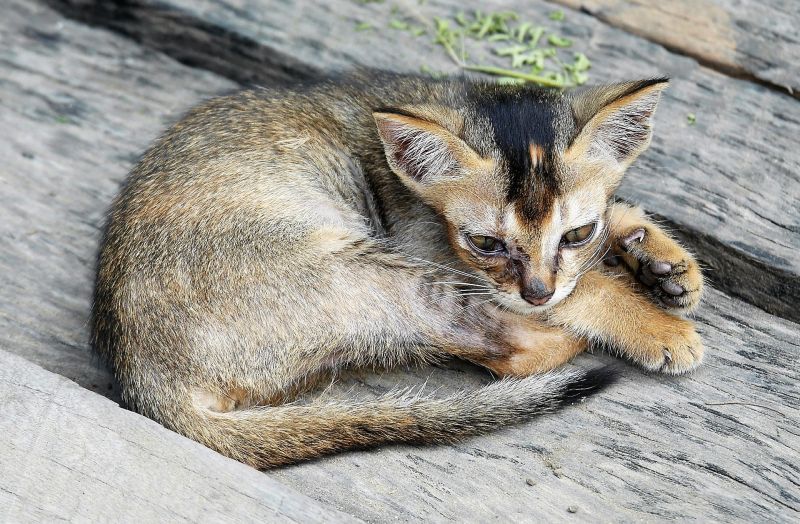 Gato burmés