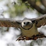 Águila arpía