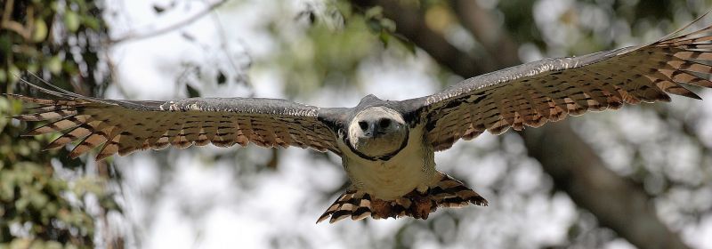 Águila arpía