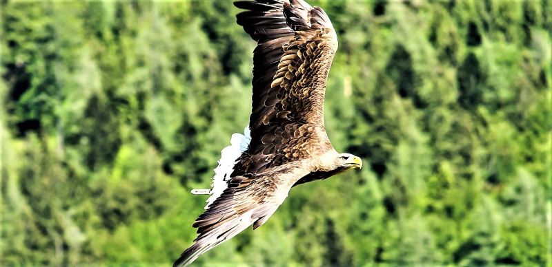 Águila imperial | Características, hábitat, reproducción, alimentación | Ave