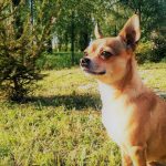 Chihuahua