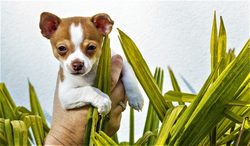 Chihuahua Características, origen, cuidados, comportamiento Perro