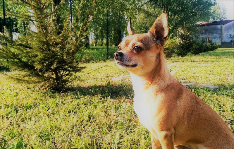 Chihuahua | Características, origen, cuidados, comportamiento | Perro