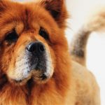 Chow chow