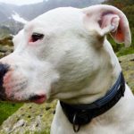 Dogo argentino