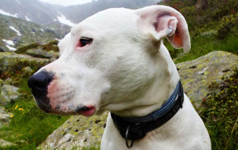 Dogo argentino