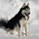 El husky siberiano