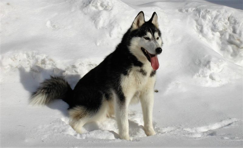 El husky siberiano