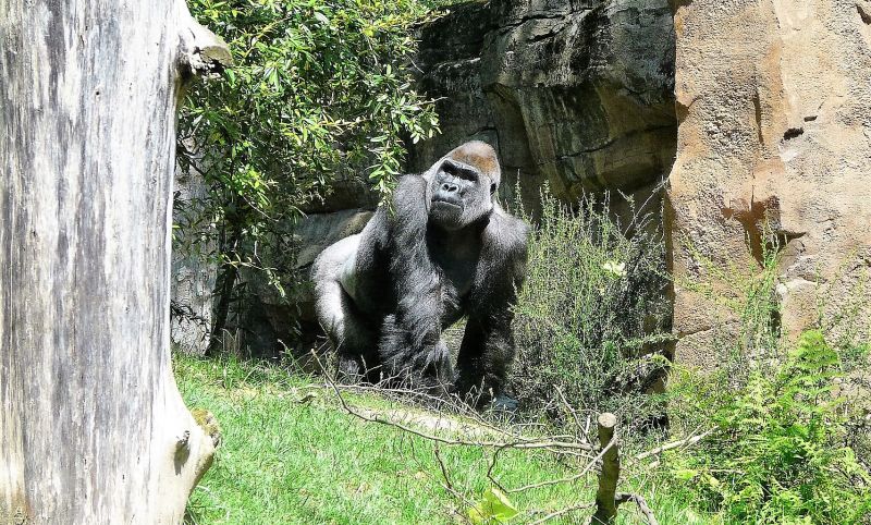 Gorila Características, hábitat, alimentación, reproducción Animal