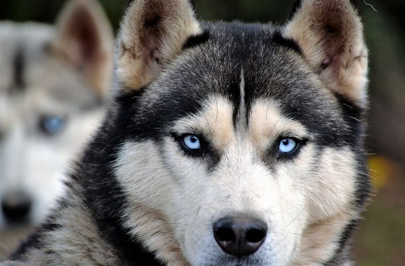 Husky siberiano Características, comportamiento, cuidados Perro