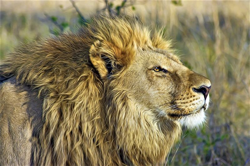 León | Características, alimentación, reproducción, hábitat | Animal