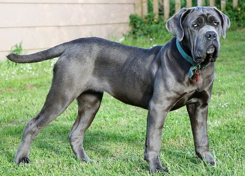 🐕🦺 El Perro Mastín Napolitano: ¡el gigante suave que conquista corazones!