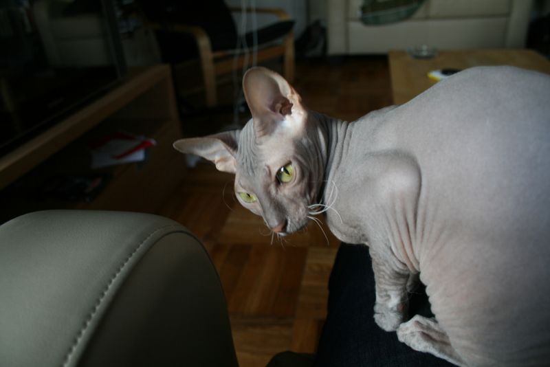 Peterbald