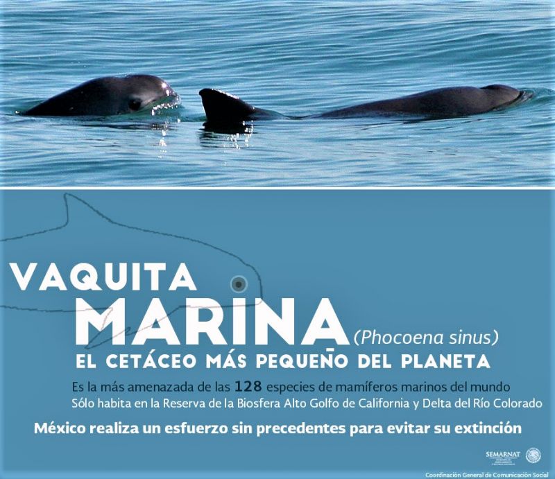 Vaquita marina Características, hábitat, alimentación, reproducción