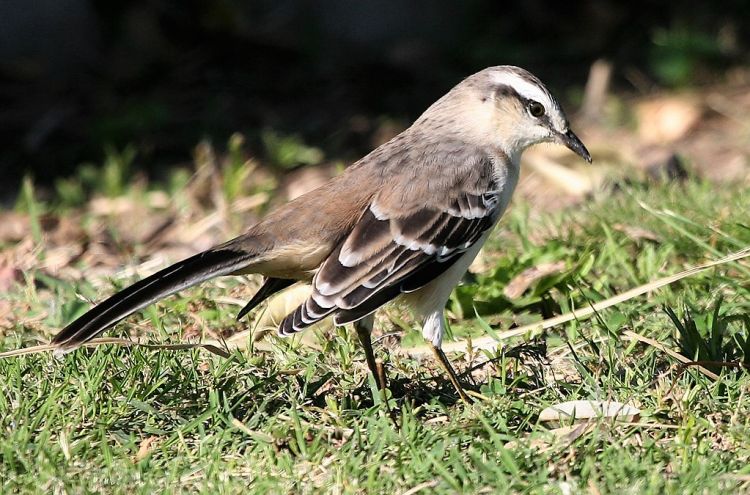 Calandria Características, hábitat, reproducción, alimentación Ave