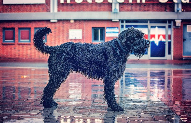 El schnauzer gigante