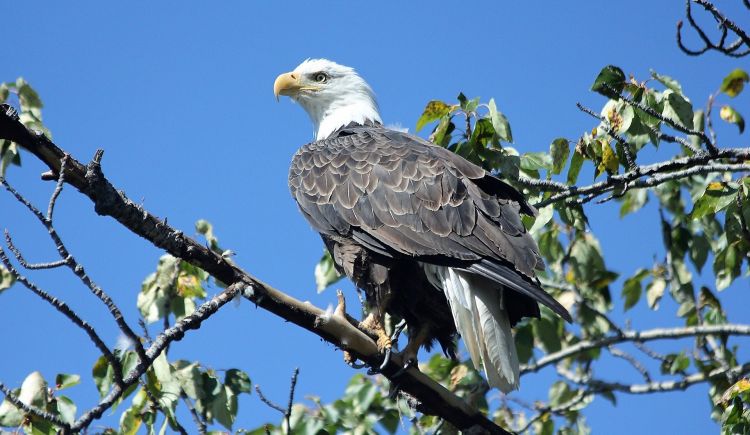 El águila calva