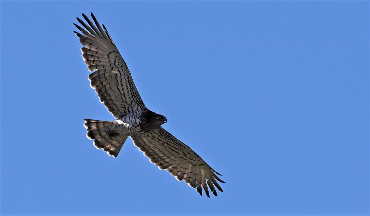 El águila culebrera